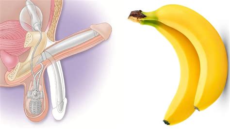 Males and females were then paired off for mating. Benefits of Bananas Boost Male Health in the Bedroom ...