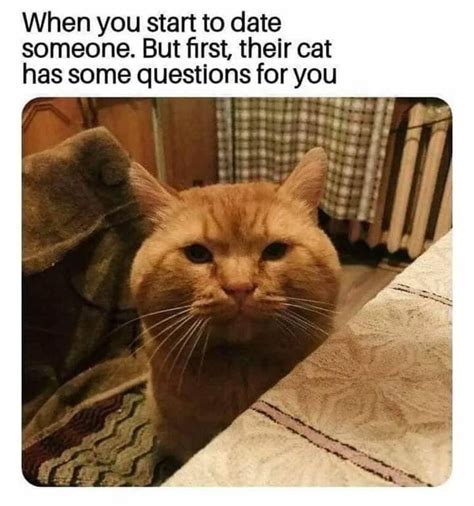 Make your own images with our meme generator or animated gif maker. 26 Caturday Memes To Remind You Who The Boss Is | Funny ...