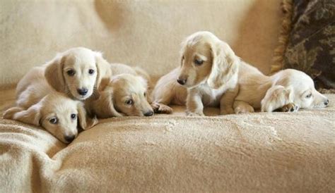 Interested adopters must fill out an application when someone is breeding puppies or breeding kittens, they are creating new dogs and cats who. Cream and cream piebald mini dachshund puppies for Sale in Houston, Texas Classified ...