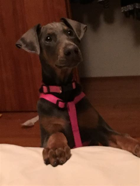 Where to find doberman pinscher puppies for sale. Doberman Pinscher Puppies For Sale | Industry, PA #312528