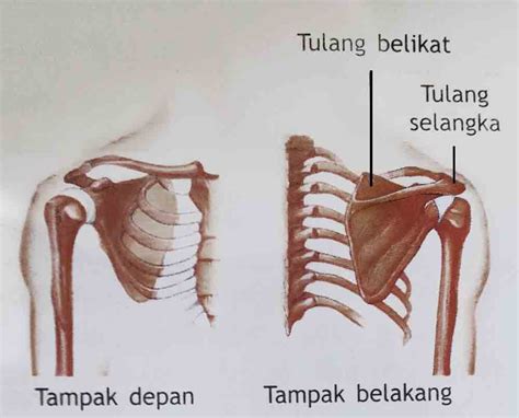 Patah dan melekat diri pada kromosom homolog d. belajar cerdas dengan cara yang tepat: struktur rangka ...