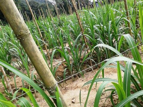 Bagi memastikan pembangunan industri tebu terus berkembang, lembaga pemasaran pertanian persekutuan (fama) telah membina sebuah kompleks pengumpulan ladang bagi komoditi tebu di daerah ini. majurimba: Tanam Tebu di Tepi Bibir