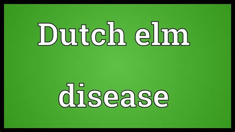 Elm definition, any tree of the genus ulmus, as u. Dutch elm disease Meaning - YouTube