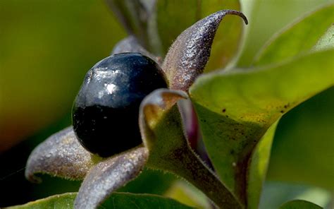 Die tollkirsche, eine unserer giftigsten pflanzen. Tollkirsche, schwarzfrüchtig (Pflanze) - Atropa belladonna ...