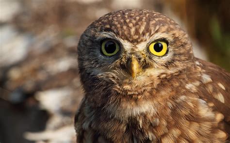 From wikimedia commons, the free media repository. La Civetta, Athene Noctua - Il Rapace della notte