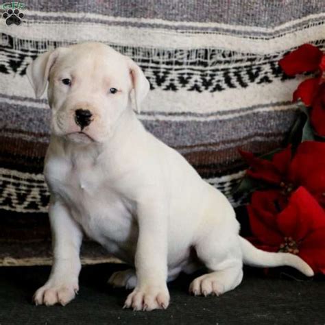 Maybe you would like to learn more about one of these? Bandit - Dogo Argentino Puppy For Sale in Pennsylvania