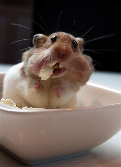 You can find and download all cute cut versions for your operating system on this page. 15 Awesome Pics Of Adorable Hamsters | No. 9 Is So Cute ...