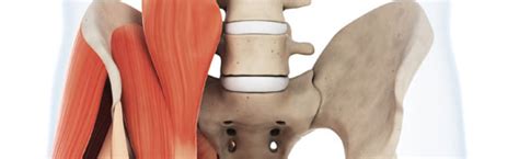 On the front side of the body are the psoas and abdominals muscles and they are often involved in low back pain, hip pain, sciatica, and disc. Tight Hip Flexor Pain & Help - Low Back Pain Program