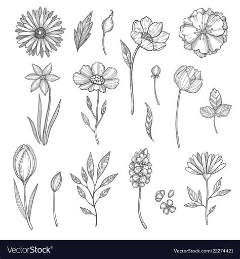 Find images and videos about art, flowers and drawing on we heart. Hand drawn flowers. Vector various pictures of plants ...