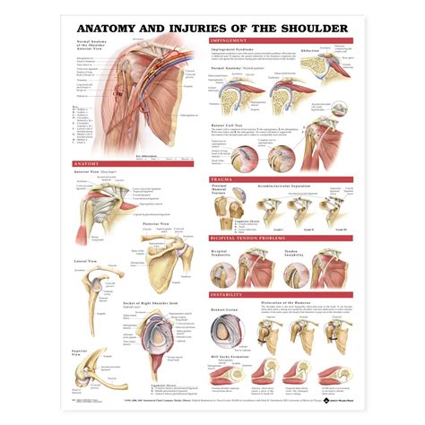 Shoulder anatomy models help provide patients and students with a better understanding of how the shoulder joint functions as well as explaining common shoulder injuries and treatments. shoulder anatomy diagrams - - Yahoo Image Search Results | Muscle anatomy, Shoulder anatomy ...