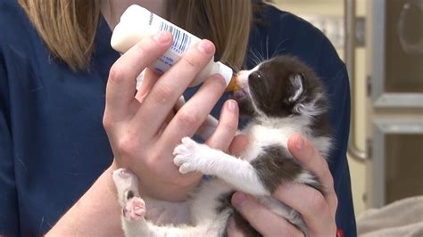 Try a different brand of milk replacer, not regular milk. Bottle Feeding Kittens - YouTube