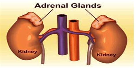 Pay attention to how you feel and make sure not to overdo it when your. Adrenal Gland - Assignment Point