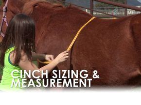 But, western horse saddles are very appealing and additionally has a silver lining with designs. How To Measure For A Horse's Cinch Size | Horses, Cinch ...