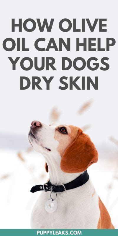 Even though cats are carnivores, so they eat mostly meat, fatty acids like olive oil also play a big role in their growth and aging. Can Olive Oil Help Your Dogs Dry Skin? | Dry skin, Itchy ...