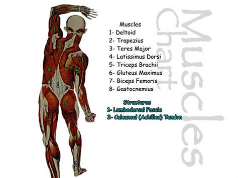 We've created a free trigger point chart, which includes fybromyalgia treatment and reflexology information. Muscles- Chart Back answers