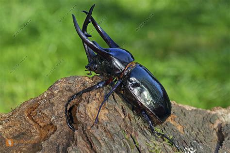 Ein terrarium für käfer ist äusserst interessant anzuschauen. Bestellen - Kaukasus Nashornkäfer (Chalcosoma caucasus ...