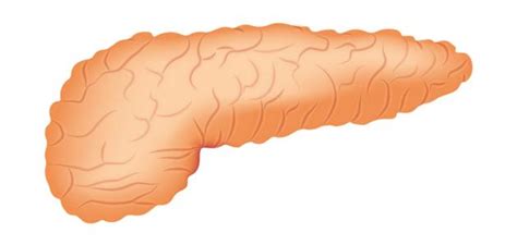 Of all pancreatic cancers, endocrine tumors account for less than 5%. أعراض التهاب البنكرياس - إستشاري