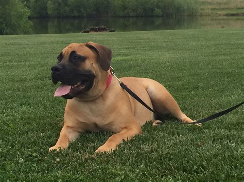 These lovable south african boerboel puppies are a guardian dog breed with a loyal & valiant personality. The South African Boerboel | Boerboel Puppies For Sale ...