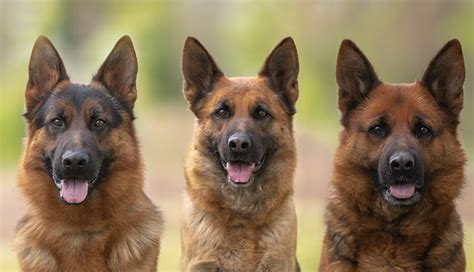 Wann ist ein deutscher schäferhund ausgewachsen? Aktuelle Welpen & Wurfplanung | Zuchtstätte deutscher ...