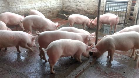 Un produit biologique est un produit agricole, ou dont au moins 95% des ingrédients d'origine agricole sont issus de l'agriculture biologique. Starting Pig Farming Business in South Africa - Business ...
