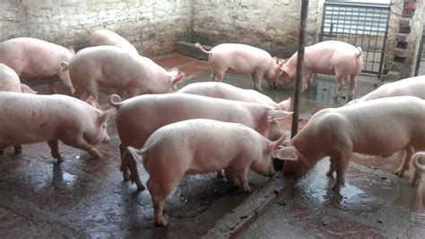 Steven blank, a farm economist at the university of california at. Starting Pig Farming Business in South Africa - Business ...