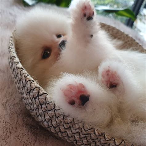 Where can i get free firewood near me? Teacup Pomeranian Puppies For Sale - Pet Store - Wheeling ...