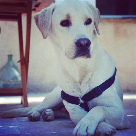 Elle commence par se déshabiller, exhibant ainsi sa croupe humide. une baise avec son chien