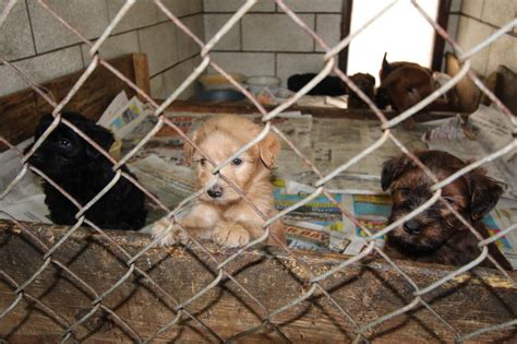 All pets come spayed/neutered, vaccinated and microchipped. Woman Arraigned After Removal Of 90 Dogs From Alleged ...