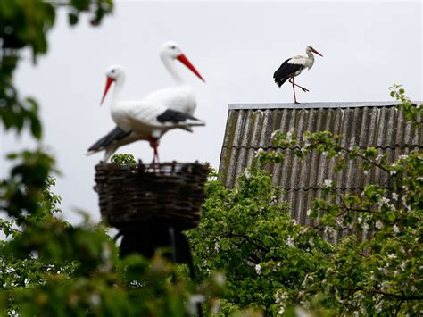 Check spelling or type a new query. White storks spread across England for first time in 600 years as rewilding project tackles ...