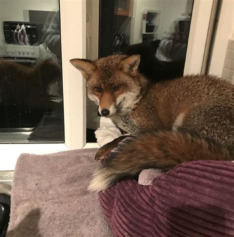 Most recent weekly top monthly top most viewed top rated longest shortest. Wild Fox Sneaks Into Home And Steals The Cat's Bed