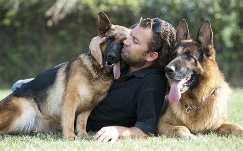 Male and female dogs, like male and female people, have some health issues in common and others that are specific to gender. Male Dogs versus Female Dogs - Which Gender Is Right For ...