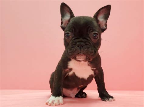 They're also great with kids. French Bulldog-DOG-Male-Brindle / White-2649357-Petland ...