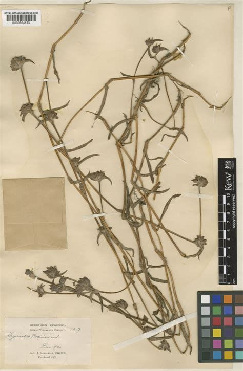 It is laid down in a unanimously adopted council regulation with the consent of the european parliament. Cyanotis arachnoidea C.B.Clarke | Plants of the World ...