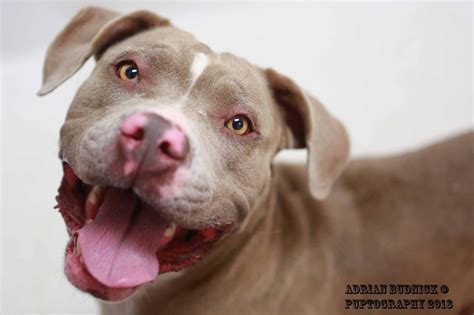 My name is chewbar and i am a wonderful and very handsome 4 year old pit bull terrier boy i am 64 lbs and very excited to find my forever home soon. Nashville Pet Rescue Groups - Pets Ideas