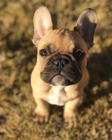 Choose a dog park so your dog can practice playing with other dogs and interacting with humans. Pin by Orien Chang on 動物和寵物 in 2020 | French bulldog ...