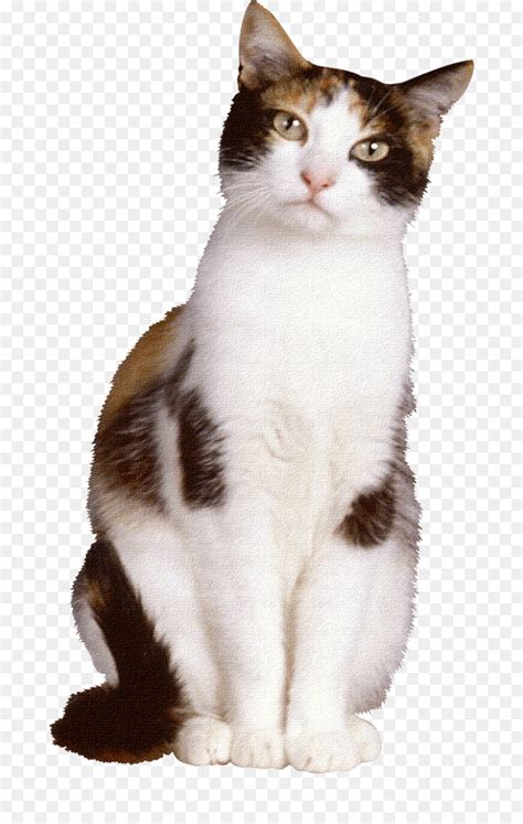 18+ Gambar Kucing Duduk Kartun - Miki Kartun