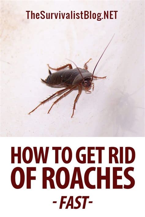 Wash dirty dishes right after using them, wipe the floors and countertops regularly to get rid of crumbs, and clean up spilled food in your kitchen cabinets. How to Get Rid of Roaches Fast | The Survivalist Blog ...