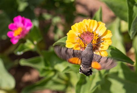 Den schmetterling hatte ich im frühjahr (anfang mai bei rehburg) ) mit dem hummelschwärmer verwechselt. Taubenschwänzchen ... | Taubenschwänzchen, Insekten bilder ...