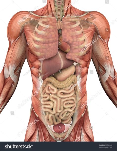 Male human anatomy vector diagram. Map Human Body Organs | Human body organs