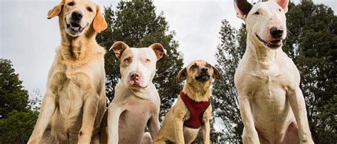 I can't figure out his breed at all. 10 Ways to Help You Figure Out Your Dog's Breed | Wellness ...