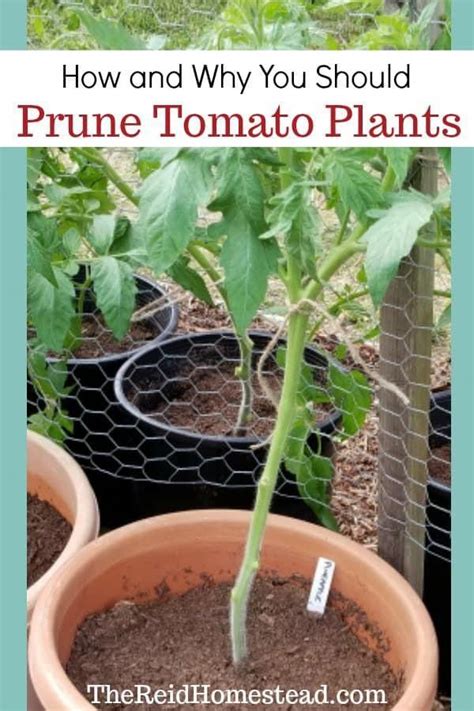 This gives the plants enough time to dry out, but there is still the chance for overnight water uptake by the. How and Why You Should Prune Tomato Plants (With images ...
