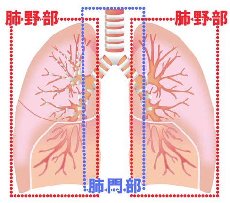 广州现代肿瘤医院癌症专家提醒：如患 上 食道癌 应 及 时到正规的医院进行治疗，并保持良好的心态抗击癌症。 面，包括治疗早期呼吸消化道癌症的缓解疗法、诱导治疗和明确的干预措施。 中村獅童が公表した肺腺癌 「肺癌」は知ってるけど「腺癌 ...