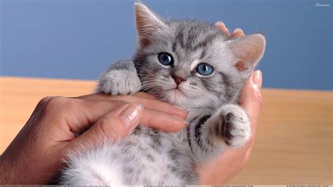 Cute Cat Breeds That Stay Small - Blues Dance
