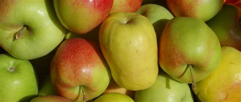 So romantisch und erfrischend es auch ist, beim wandern mal hier, mal dort ein paar äpfel zu naschen: Apfel hasenkopf - Pflanzen für nassen boden