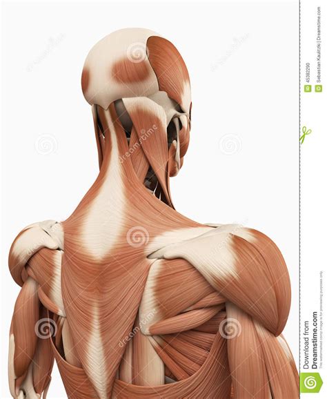 It then stretches downward to near the center of the humerus bone. The upper back muscles stock illustration. Illustration of workout - 45382290