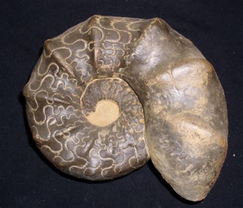 Ceratites is an extinct genus of ammonite cephalopods. Steinkern.de - Die Fossilien-Community - Galerie ...