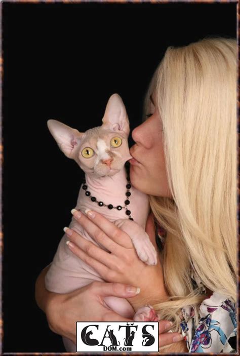 Touching them feels like touching a warm peach (◠‿◠) i'm so exited to… Guide to Sphinx Cat and their Cost