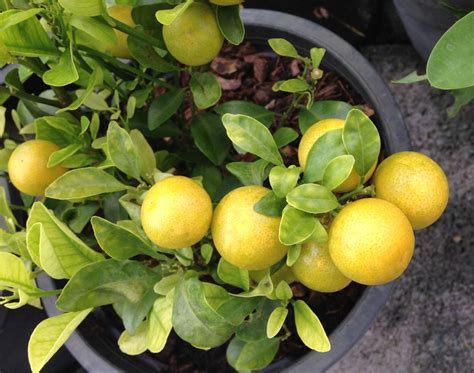 Viele gartenbesitzer sind unsicher, wann man einen rasen düngt und ob es nötig ist. Zitronenbaum düngen: Wann, wie & womit in 2020 | Zitronen ...