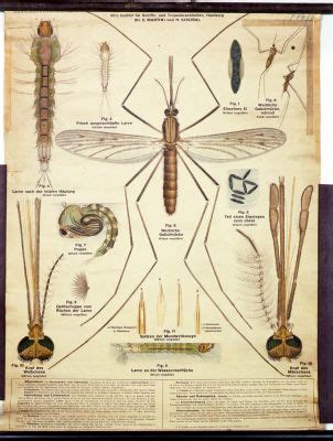 In malariamücke vermehren sich parasiten geschlechtlich. Wandtafel, Anopheles