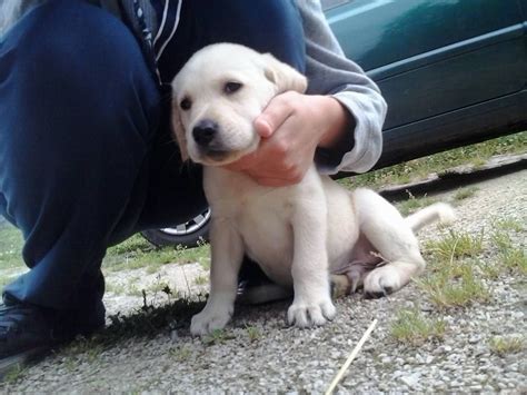 Gntm2021 folget mir gerne auf insta management: Pin by Ana Martinović on Adorable | Labrador, Dogs, Retriever